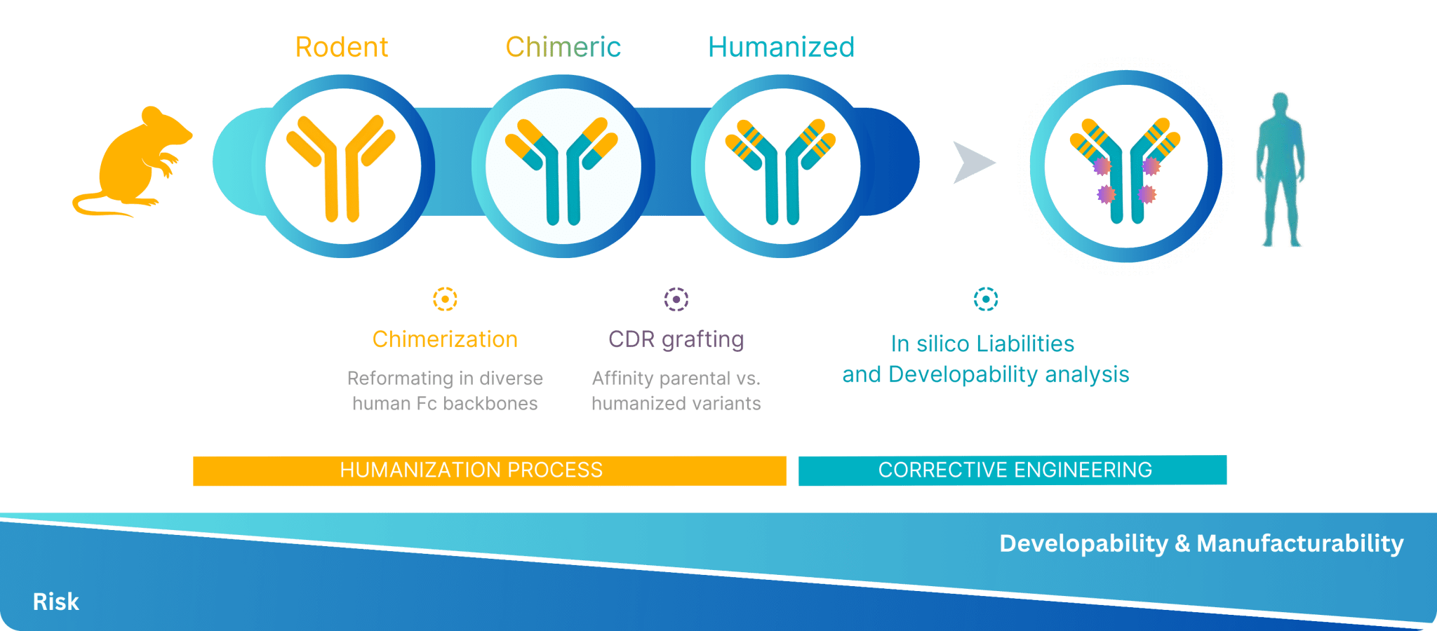 Antibody Engineering CRO – Developability & Humanization Services | MImAbs